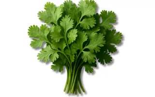 Coriander