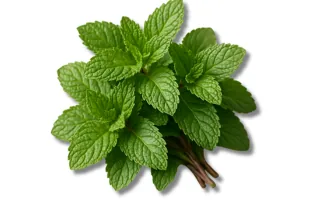 Mint