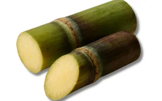 Sugar Cane Fresh