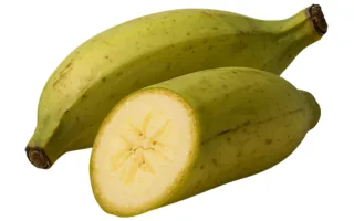 Yellow Plantain