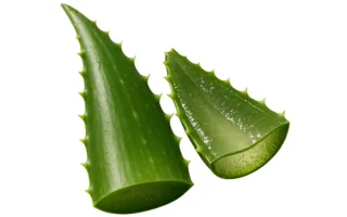 Aloe Vera
