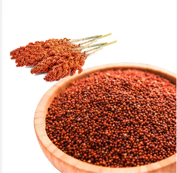 Finger Millet (Ragi Millet) Vegan