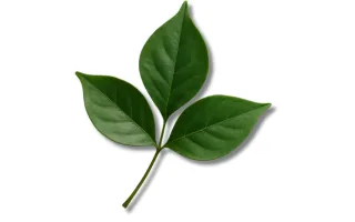 Bilva Leaf