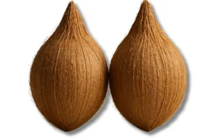 Puja Coconut