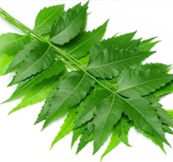 Neem Leaves