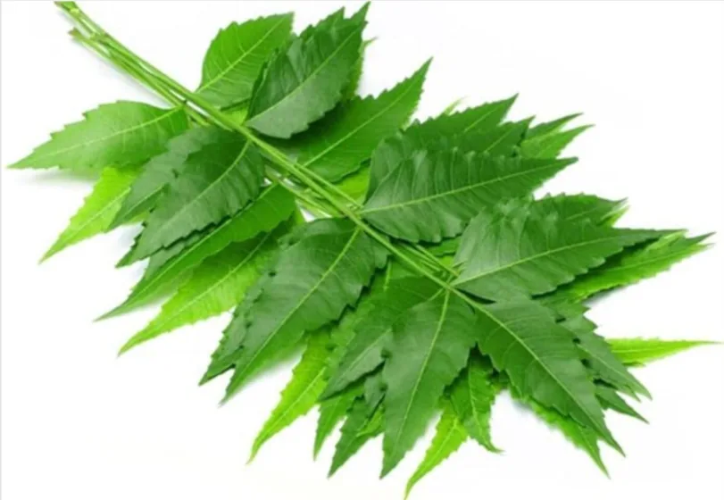 Neem Leaves