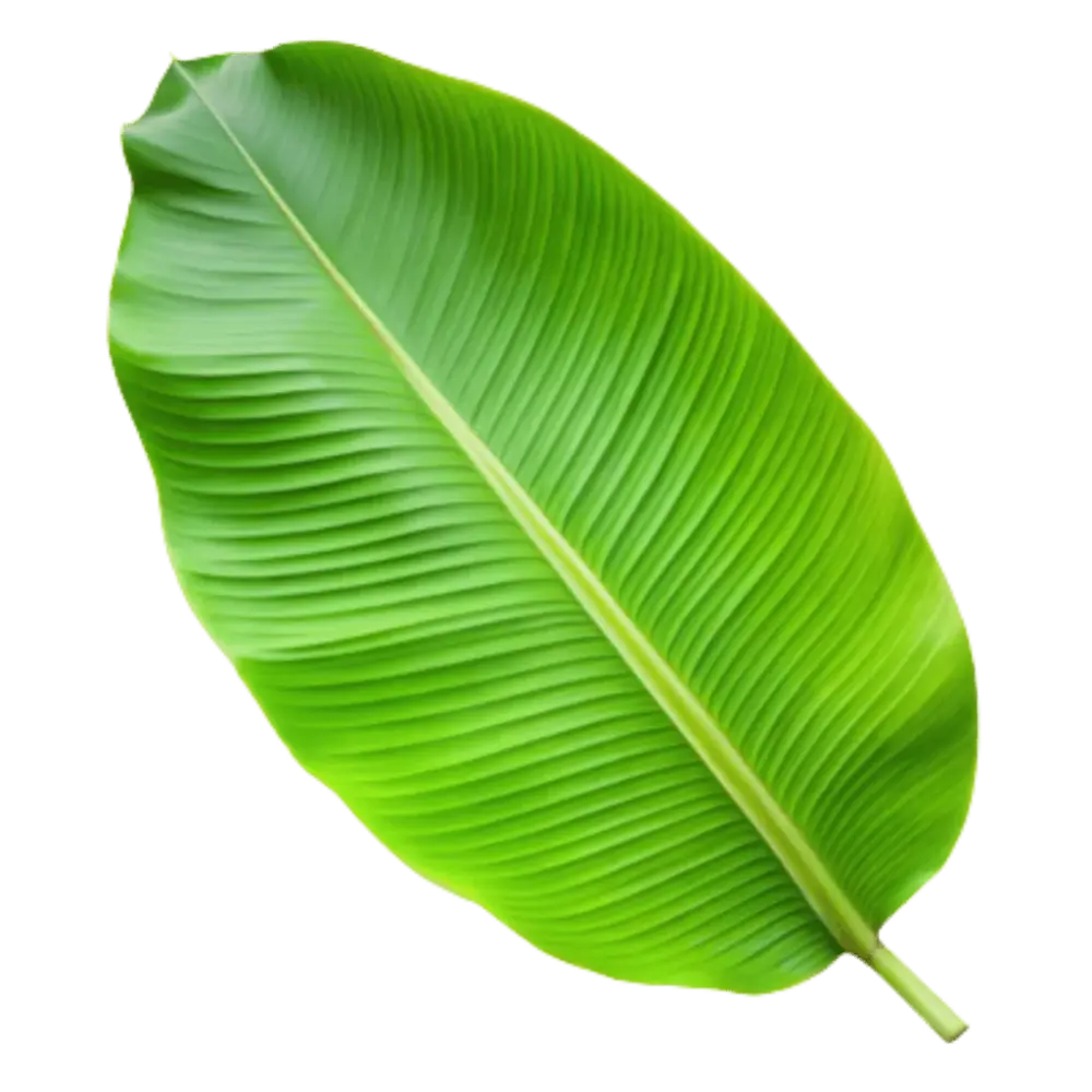 Banana Leaf