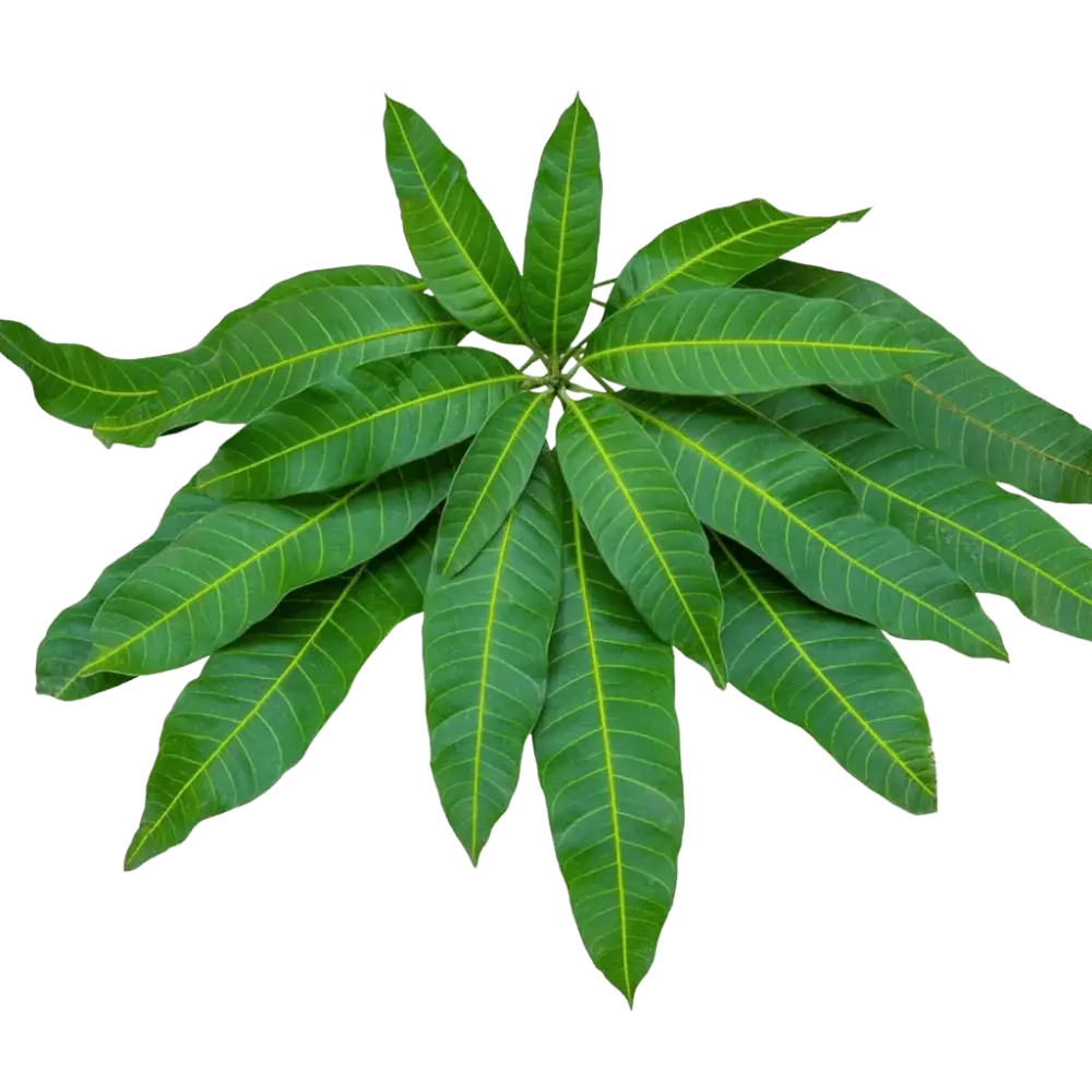 5. Aam Patta