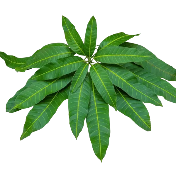 5. Aam Patta