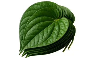 Paan Patta (Betel Leaf)