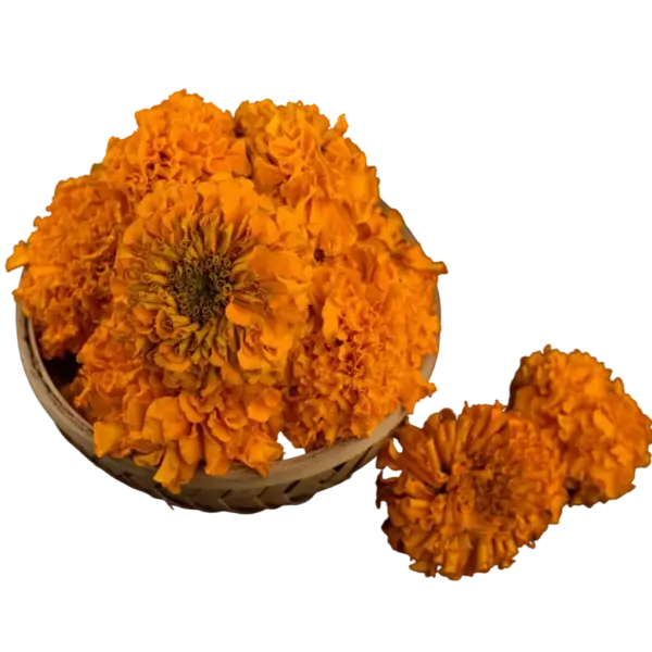 Orange Marigold (Genda) Flowers
