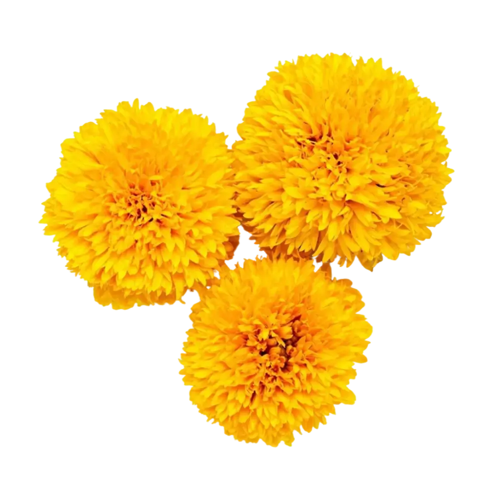 Yellow Marigold (Genda) Flowers