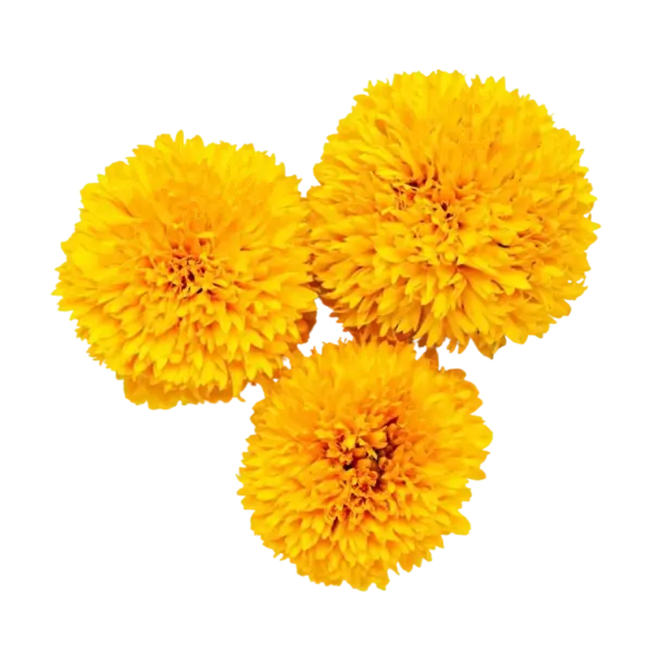 Yellow Marigold (Genda) Flowers