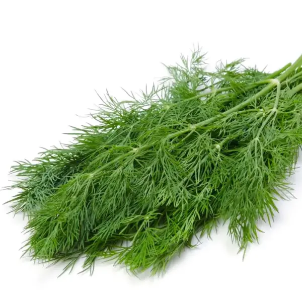 dill leaves