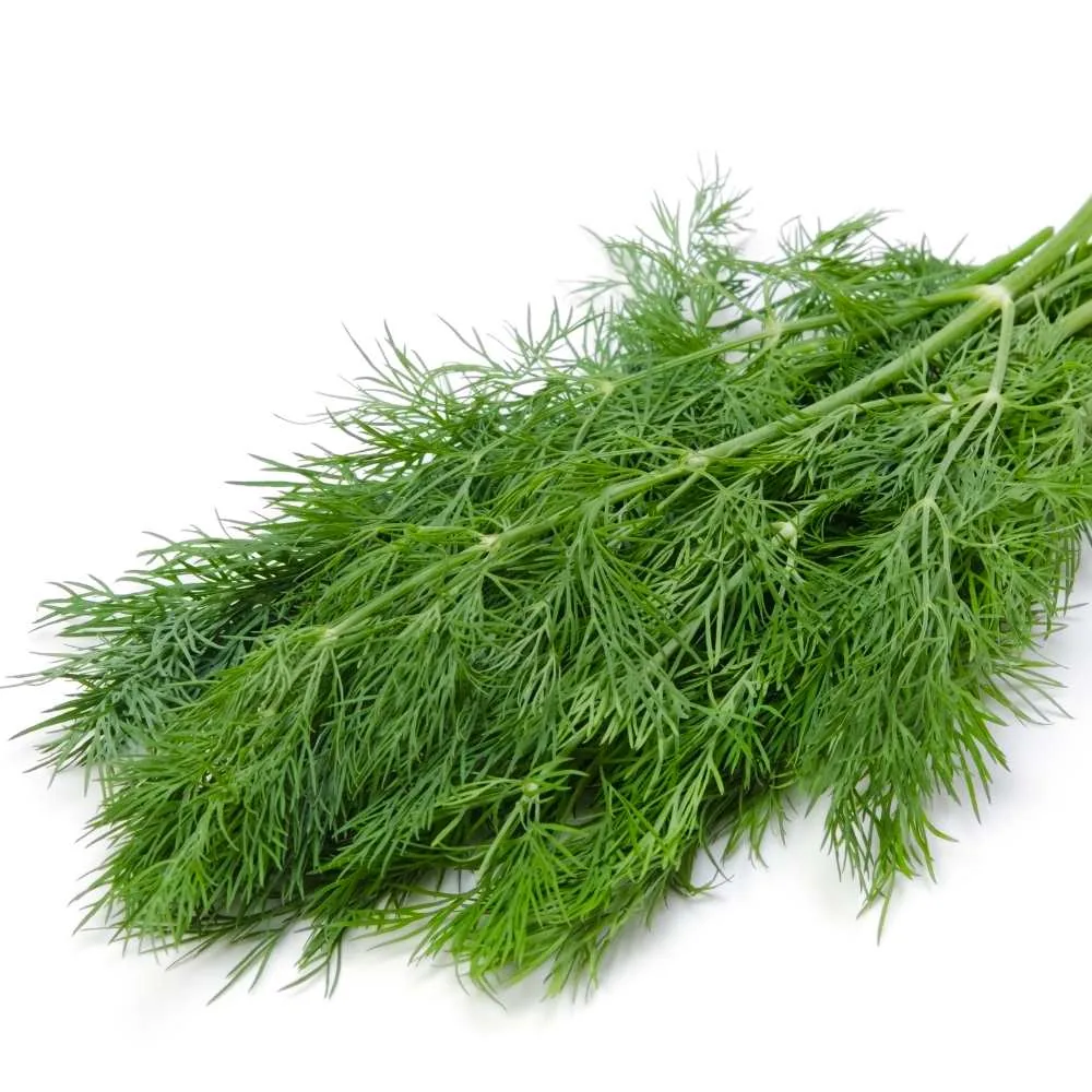 dill leaves